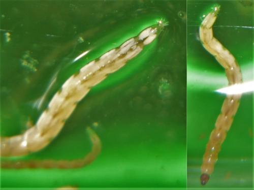 Réf. 247 428 : Dasyhelea sp.